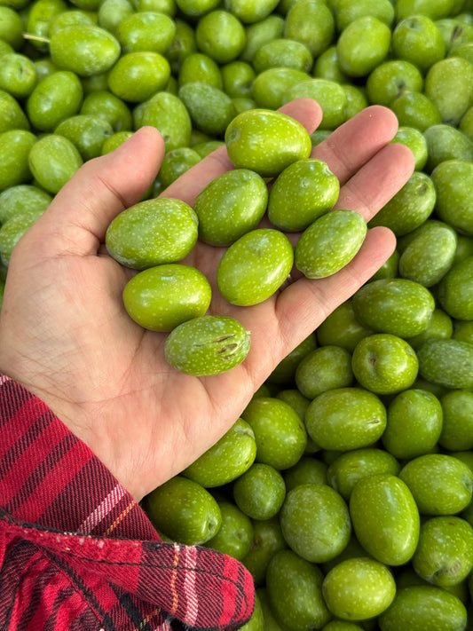 Why You Can't Eat Green Olives Straight From the Tree