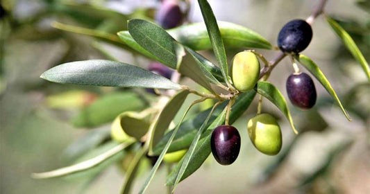 Do Green and Black Olives Come From Different Trees?